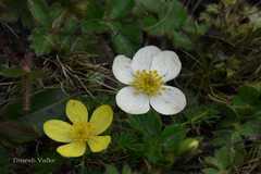 Anemone obtusiloba